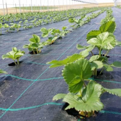 Plasa agrotextil anti-buruieni L[M]:100 L[M]:1 negru 680351